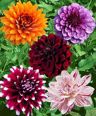 Mixed Colour Decorative Dahlia Tubers • £10