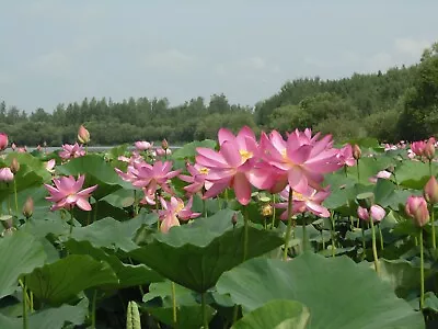 Nelumbo Nucifera Pink - Pink Sacred Lotus ** REAL SEEDS ** VERY RARE ** 5 Seeds • £6.69