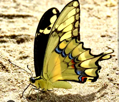 Papilio Rumiko A1 Male • $2