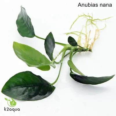 £4.48 • Buy ANUBIAS NANA Rooted Plant For Wood Bogwood Hardy Live Aquarium Aquatic Plants 