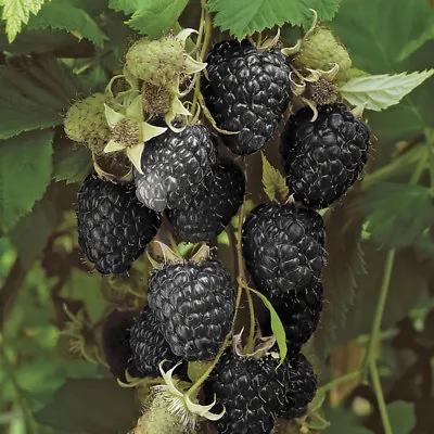 Black Raspberry 'Black Jewel' Plant In A 1.7L Pot Grow Your Own Fruit • £12.99