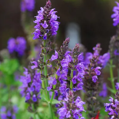 Salvia Nemorosa 'Marcus' Hardy Perennial Garden Flower Plant 1 Litre Pot T&M • £19.99