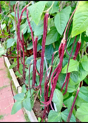 30+ Organic Purple Long Bean Seeds • $3.99