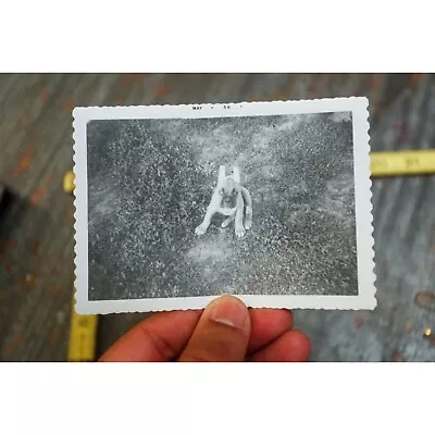 Awesome Energetic Small Dog Wearing Easter Bunny Ears Vintage Snapshot Photo • $12