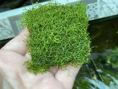 Riccia / Crystalwort (Moss Like) - Live Aquarium Plant Fish Tank • $11.95