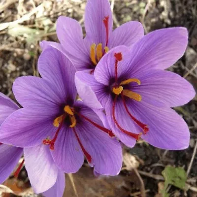 10 X SAFFRON CROCUS SATIVUS WORLD SPICE FLOWERS BULBS AUTUMN PERENNIAL GARDENING • £9.99