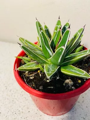 Agave Golden Princess • $58.45