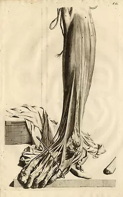 Antique Medical Print-MUSCLES-LEG-T. 81-Cowper-Bidloo-1739 • $399.50