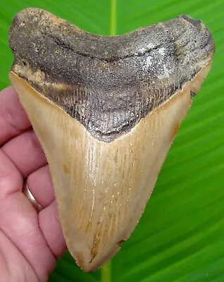 Megalodon Shark Tooth  - 4 & 11/16”  -  Sharks Teeth - Real Fossil Megladone • $109