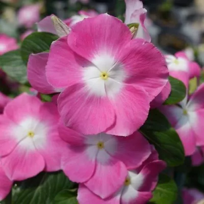 Vinca Seeds Mega Bloom Pink Halo 25 Seeds Large Blooms New Variety • $5.25
