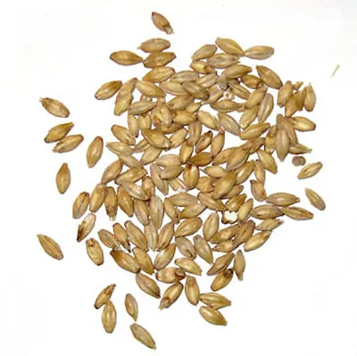10 Lbs 2 Row Brewer's Malted Barley - Crushed Or Whole • $26.99