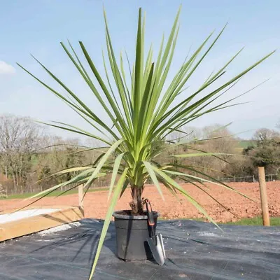 T&M Cordyline Australis Plant Cabbage Palm Hardy Shrub 24cm Potted Plant • £58.99