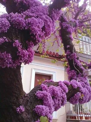 Cercis Canadensis Eastern Redbud Cold Hardy Flowering Tree 20 Seeds • £3.24