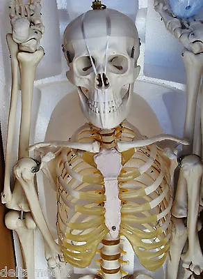 Medical Anatomical Human Skeleton Model Professional Size 67'' 170 Cms IT-001 • $295