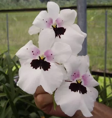 Miltoniopsis Lillian Nakamoto 'Tanto' Live Orchid Plant 1B39 • $17