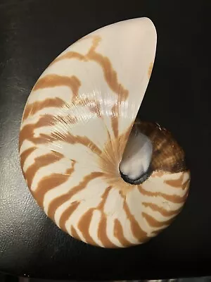 Vintage Natural Chambered Nautilus Seashell • $24.99