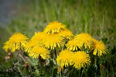 Dandelion - Taraxacum Officinale Wild Flower Seeds Culinary Plant Bulk Order • £5