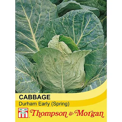 Cabbage Seeds Hardy Annual Vegetable Plant 'Durham Early' 1 Packet 300 Seeds T&M • £3.49