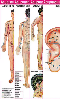 Acupuncture Points (3 Body + 1 Ear) Charts (Set Of 4) + Free 5 Sujok Rings • $15.99