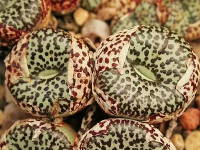 Conophytum Ursprungianum Rare Mesemb Exotic Living Rock Stones Seed 50 SEEDS • $10.99