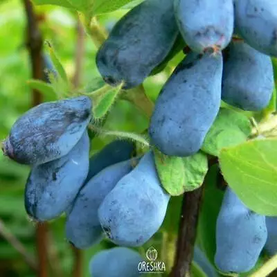 Lonicera Caerulea Var. Kamtschatica 20 PCS Fresh Seeds Blue Honeysuckle • £6.48