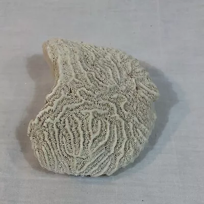 Vintage Large Brain Coral Fossil Natural Specimen Sea Decor 4  X 3.5” 10.8 Oz • $29.77