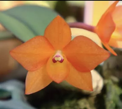 $80 • Buy Species Orchid Flask - Cattleya Cernua