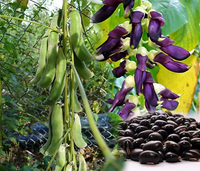 Velvet Beans Mucuna Pruriens  (Monkey Tamarind)  Organic 25 Seeds • $14.29