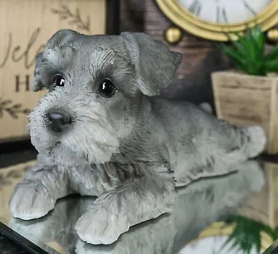 Realistic Adorable Grey Mini Schnauzer Dog Lying On Belly Figurine Pet Pal • $33.99