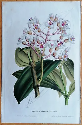 Van Houtte Flore De Serres Original Print Medinilla Sieboldtiana - 1850 • $20