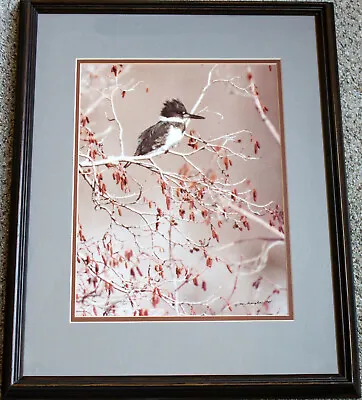 1984 Thomas D. Mangelsen Kingfisher Bird Hand Signed Photo #'d 207/500 Framed • $119.99