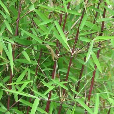 Red Panda LARGE CLUMP 8-10 Stems Live Screen Red Stemmed Bamboo • £18.99