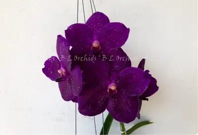 Vanda Galamco's Blue Magic X Vanda Wirat  Midnight Shadows  • $45