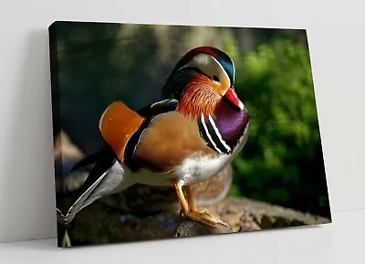 Mandarin Duck Large Canvas Wall Art Float Effect/frame/picture/poster Print- • £89.99