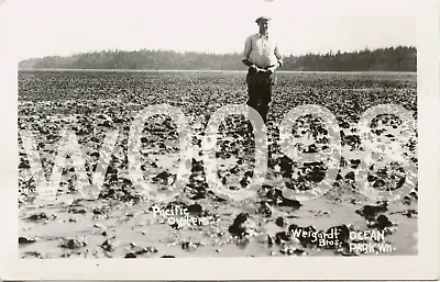 Pacific Oysters Ocean Park Washington (Mr. Wiegardt) Vintage Post Card • $12