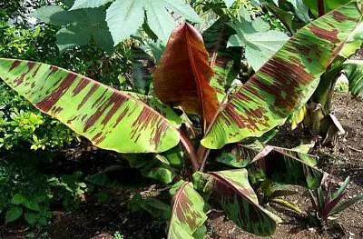 RED TIGER BANANA - Musa Sikkimensis X 10 Seeds • £3.99