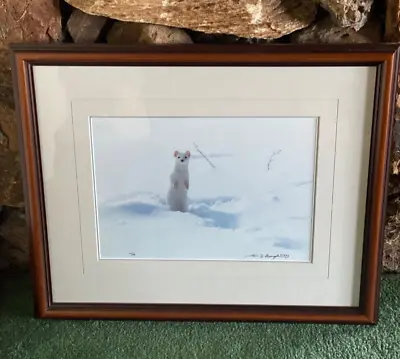 Thomas Mangelsen Hoarfrost Morning Ermine Signed Framed Limited Edition Print  • $550