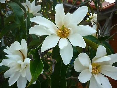 Sweet Michelia Magnolia • $11.08