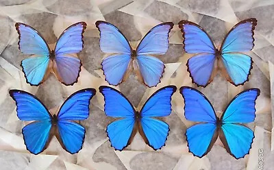 Lot Of 6 Morpho Godarti Asarpai & Morpho Didius A1 Unmounted Wings Closed • $110