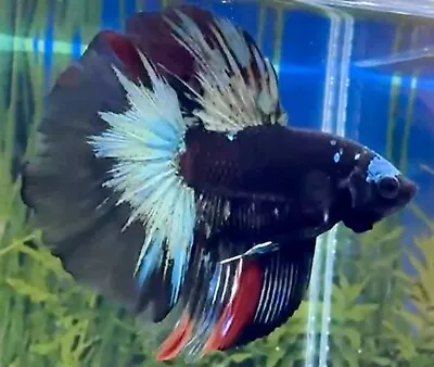 Male Black Galaxy Halfmoon Betta • £28