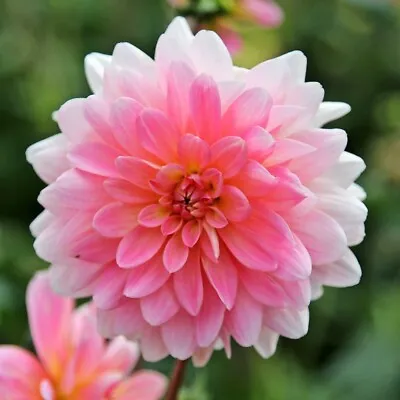 Dahlia Pink GERRIE HOEK - (1 Clump Of 6 Tubers) - Root Bulb Cluster Plant Flower • $17.63