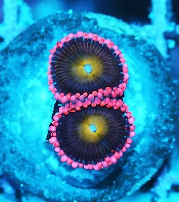 Bloody Mary Paly Zoanthids Paly Zoa SPS LPS Corals WYSIWYG • $4.99