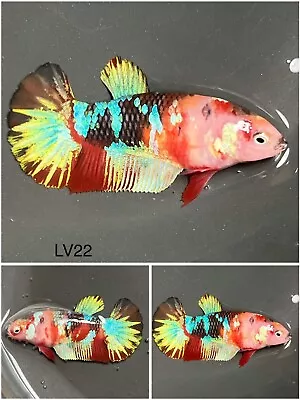 Female Betta Live Fish Koi Galaxy HMPK - LV22 Grade A+++ • $15