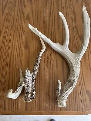 (2) Whitetail Deer Antlers Home/ Cabin Decor Taxidermy  • $24.99