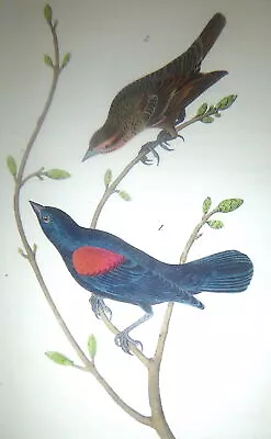 Audubon  1st Ed Octavo   RED & BLACK SHOULDERED MARSH BLACKBIRD   1840 Original • $150