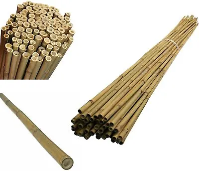 Bamboo Canes Stake Pole Garden Plant Support Stick • £55.99