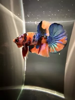 Live Betta Fish High Quality  HMPK Male Multicolor USA Seller # S34 • $25