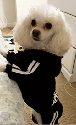 $6.99 • Buy Black Pet Dog Clothes Cat Puppy Coat Winter Hoodies Warm Sweater Jacket Clothing