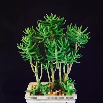 Tetragona 🏵️Cutting 6cm Diameter Crassula Succulent • $1.20