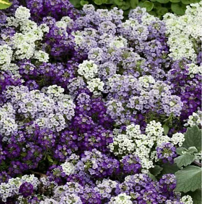 100 Sweet Alyssum Mulberry Color Mix Flower Seeds Purple White Lilac • $3.95